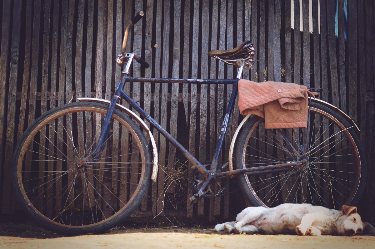 An old bike and a sleeping dog next to a wooden fence